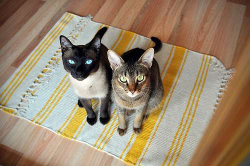 2 кошки просят кушать