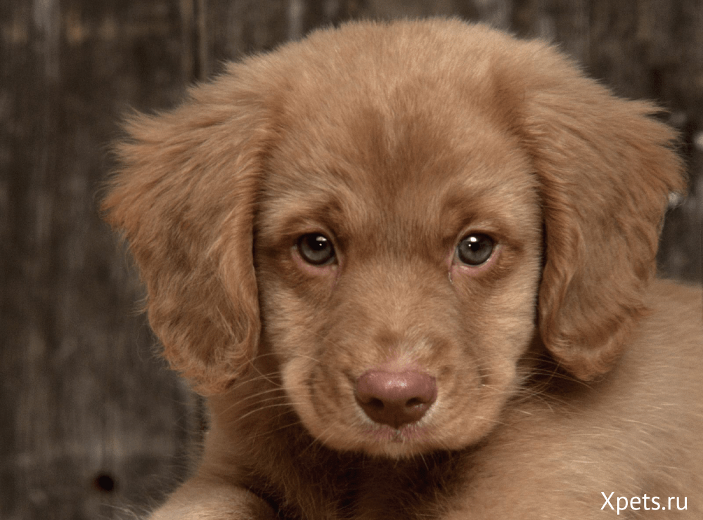 6 основных правил воспитания из щенка послушной собаки