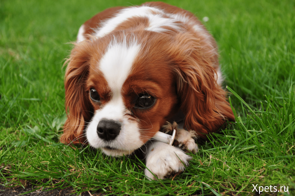 6 советов, как ухаживать за собакой в жару