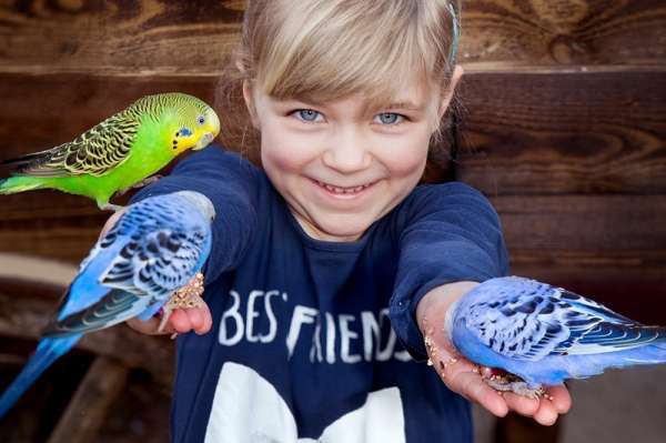 Как выбрать попугайчика для ребенка