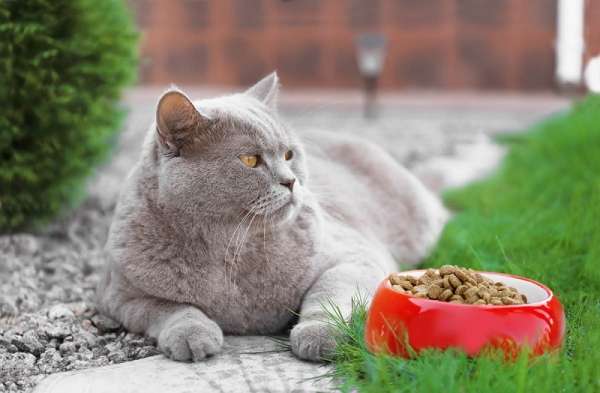 Профилактика ожирения у кошки