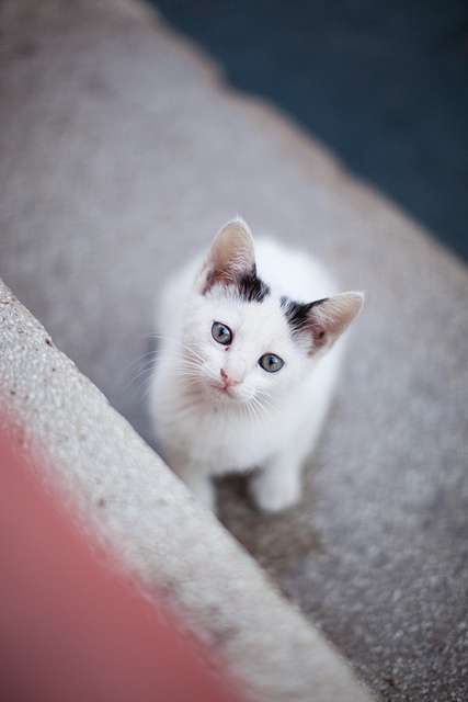 Белая кошка черными ушками