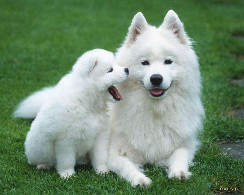 Белые собачки Мама и малыш