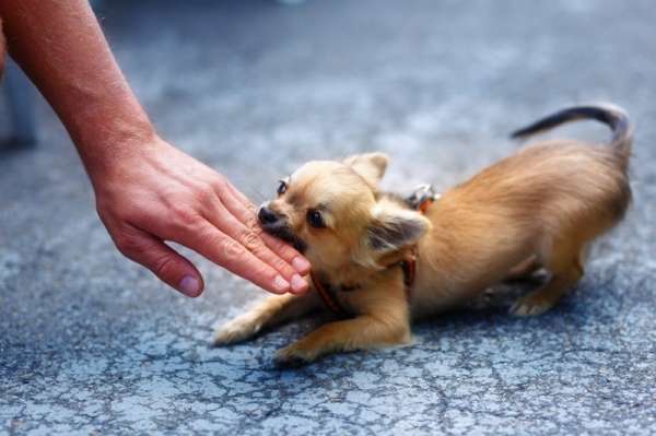 Агрессия у собаки: виды и способы ее усмирения
