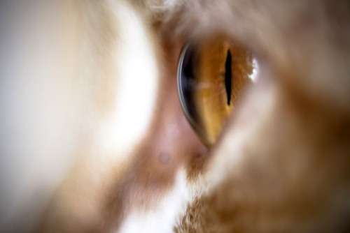 Глаза кошки