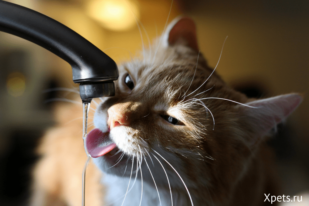 Как напоить Вашего кота? Проблемы недостатка жидкости