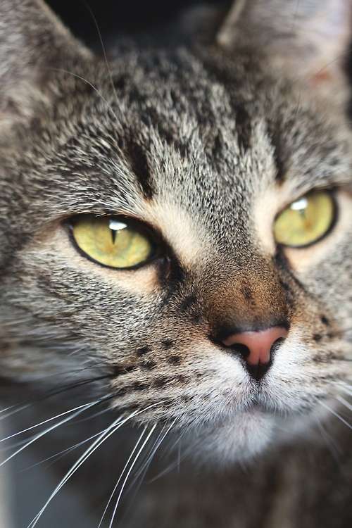 Кошка зелеными глазами