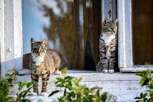 Кошки смотрят на улицу