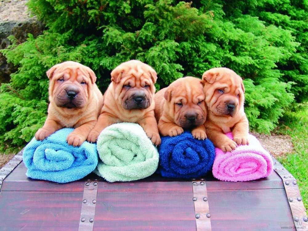 Милые собачки на полотенце