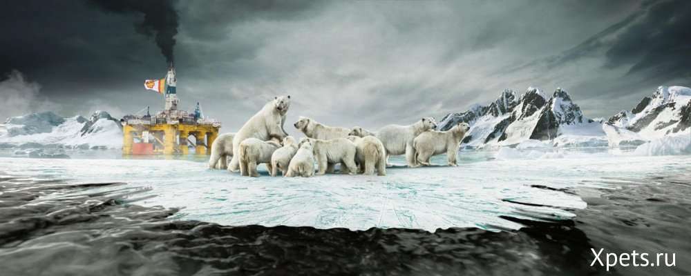 Нефть и животные Арктики
