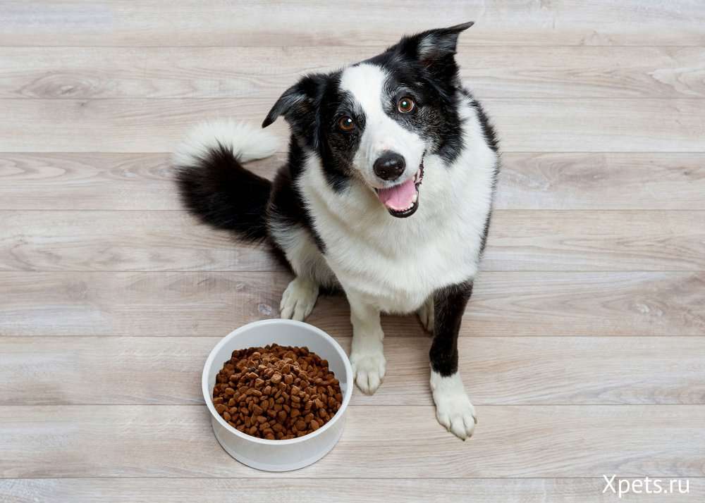 Сухой корм Dog Chow для собак купить - качественная еда для вашего питомца