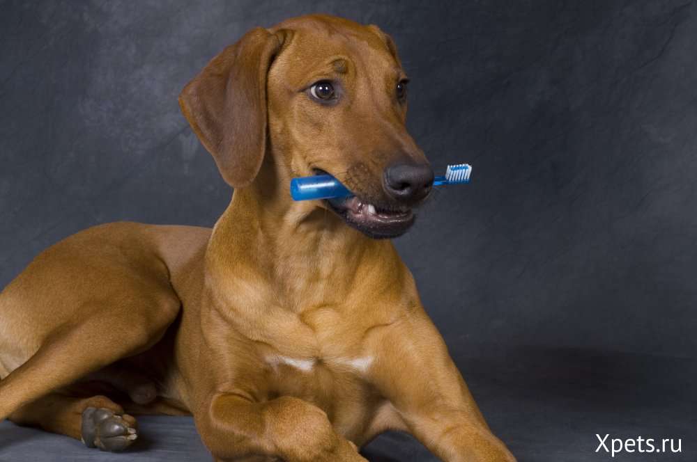 Забота о зубах собаки: распространенные болезни зубов