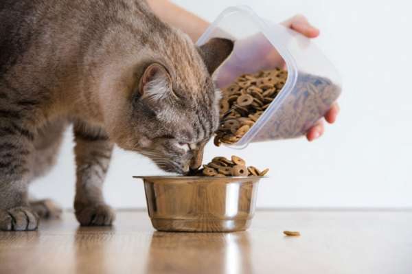Чем кормить кошку: сухой корм – или мясо и рыба? Как правильно кормить кошку. Рыба и мясо для кошки или сухой корм.