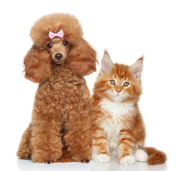Мама я хочу собаку: что делать если у вас аллергия на животных? Гипоаллергенные породы собак и кошек
