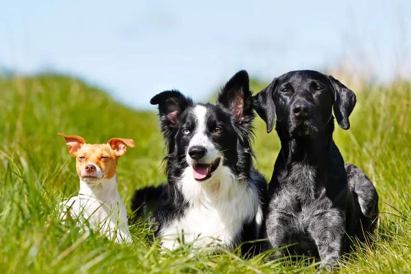 Как подготовить питомца к дачному сезону: советы ветеринарного врача. Какие прививки надо сделать собаке к лету?