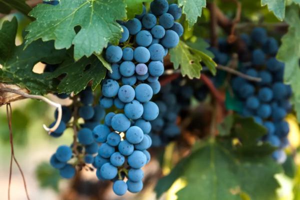 Когда сажать виноград: посадка саженцев в открытый грунт. Выращивание винограда в средней полосе