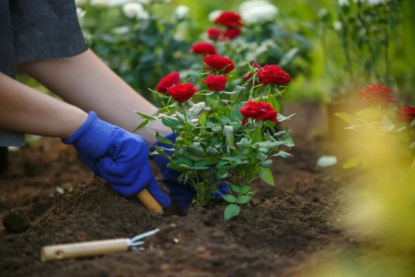 Как посадить садовую розу дома? Уход за розой в домашних условиях