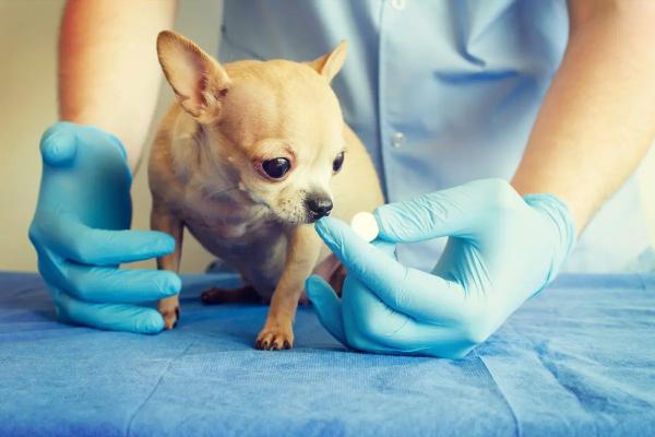 Как дать собаке лекарство? Как лечить собаку в домашних условиях